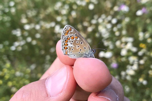Un empleado de FCC Construcción desarrolla dos proyectos sostenibles para mariposas