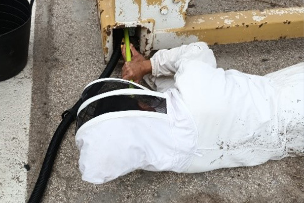 Rescatan un enjambre de abejas en el Parque de Maquinaria de FCC Construcción